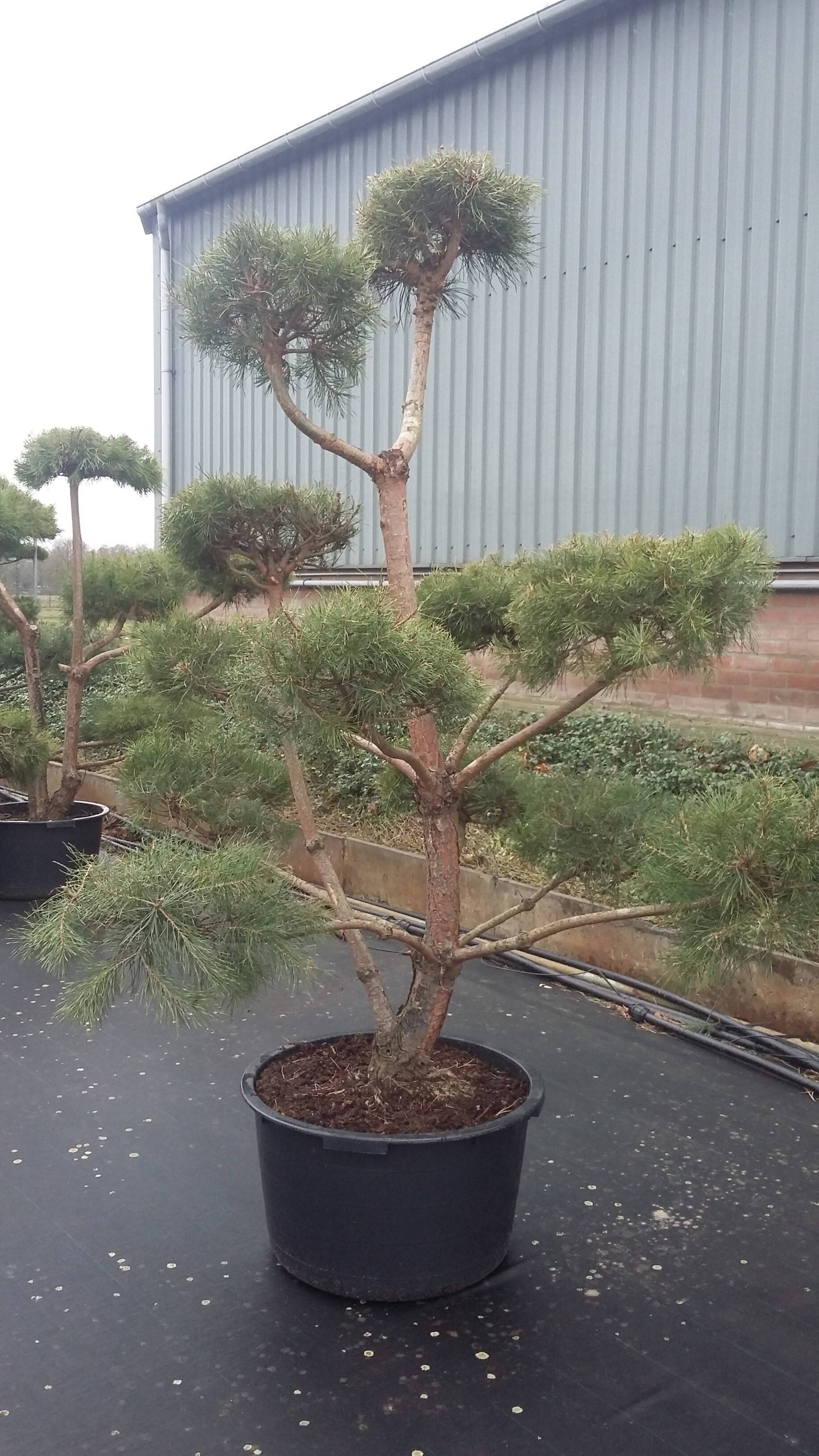 Pinus sylvestris_30